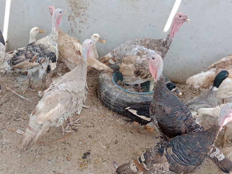 Turkey birds, murghiyan aur duck for sale 5