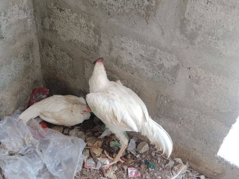 Turkey birds, murghiyan aur duck for sale 6