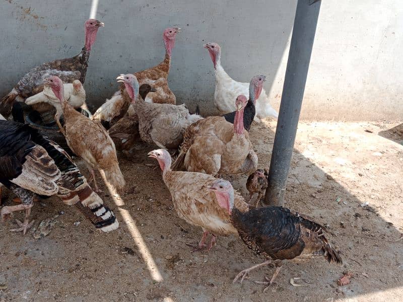 Turkey birds, murghiyan aur duck for sale 7