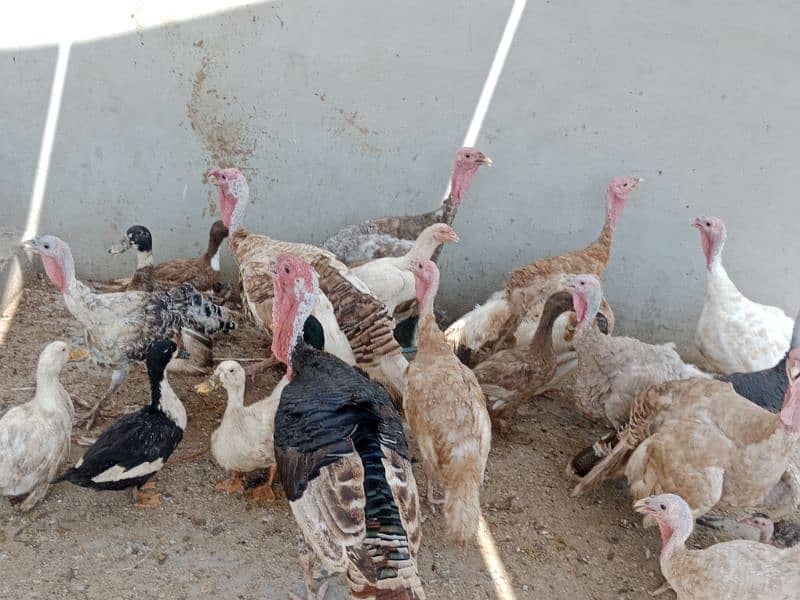 Turkey birds, murghiyan aur duck for sale 8