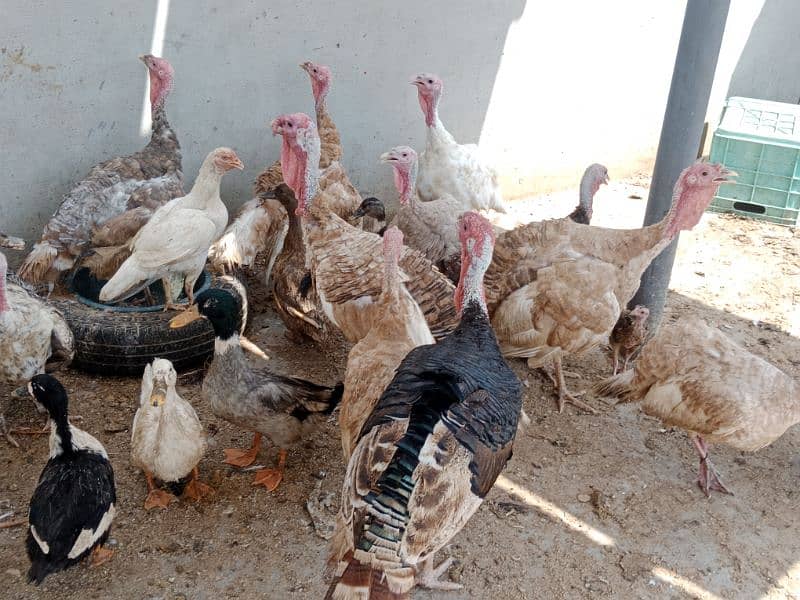 Turkey birds, murghiyan aur duck for sale 9