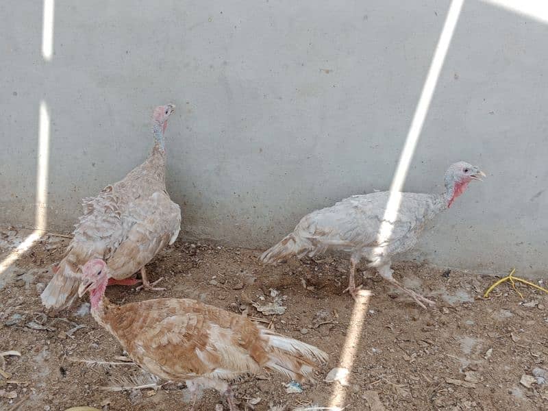 Turkey birds, murghiyan aur duck for sale 10