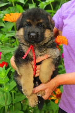 German Shepherd puppies dog for sale