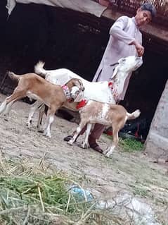 dasi Bakri sath 2 male bachy