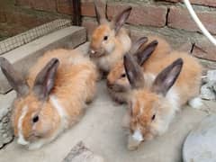 Angora Rabbits Set For Sale Whatsapp 03484433443