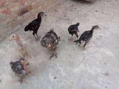 aseel lasani chick for sale