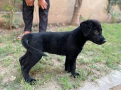 labrador puppy