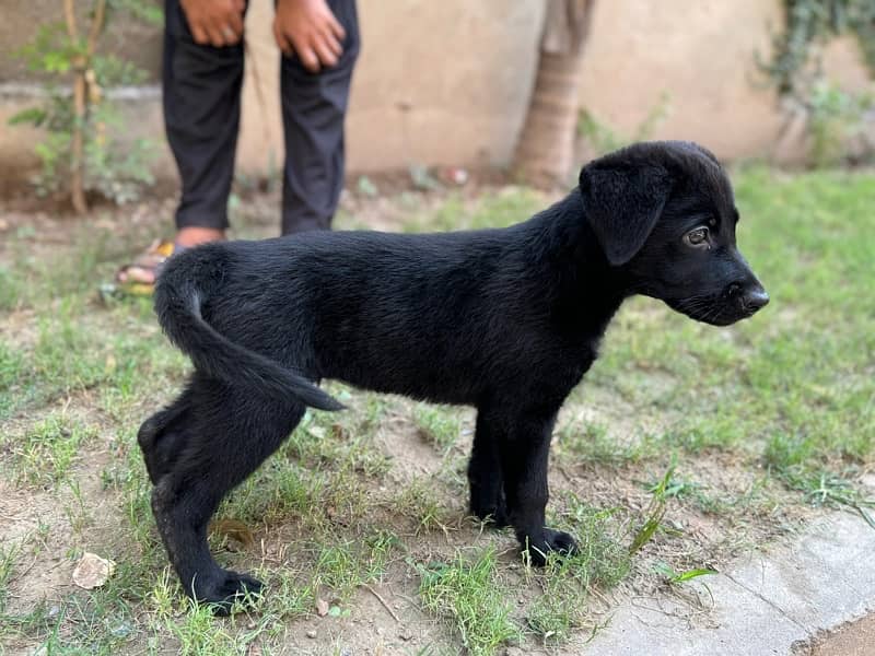 labrador puppy 0