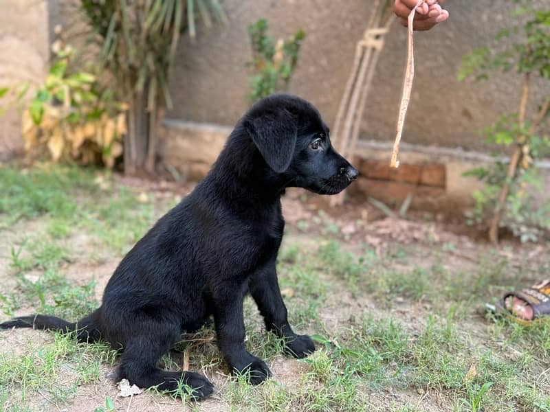 labrador puppy 1