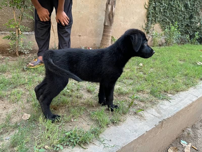 labrador puppy 2