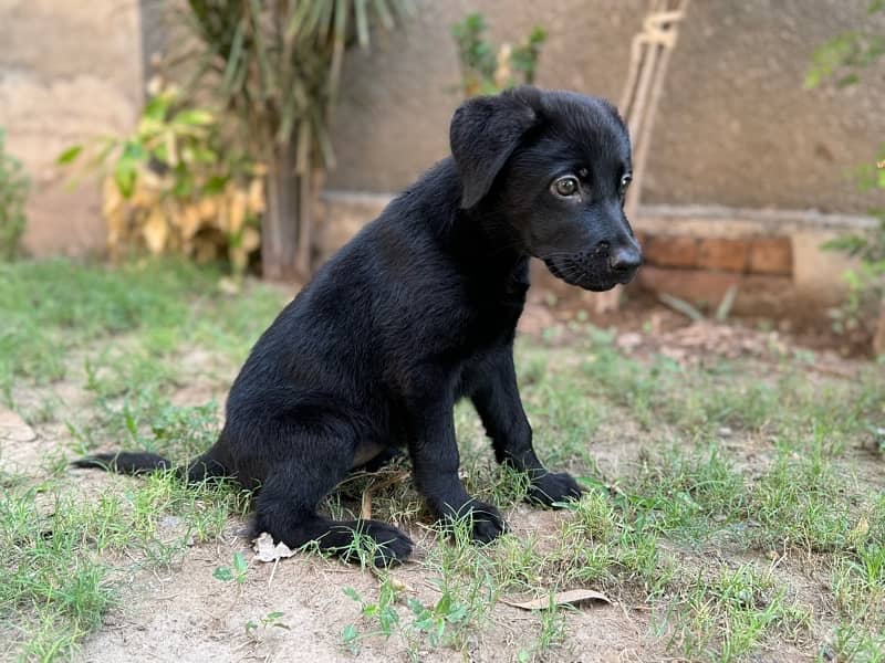 labrador puppy 3