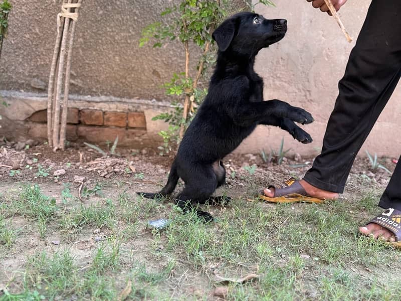 labrador puppy 4