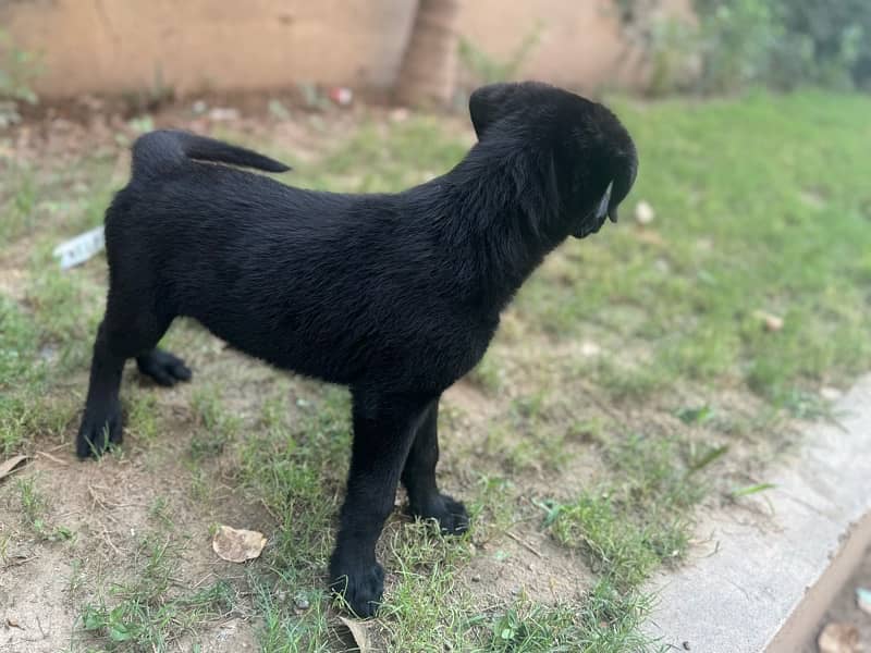 labrador puppy 5