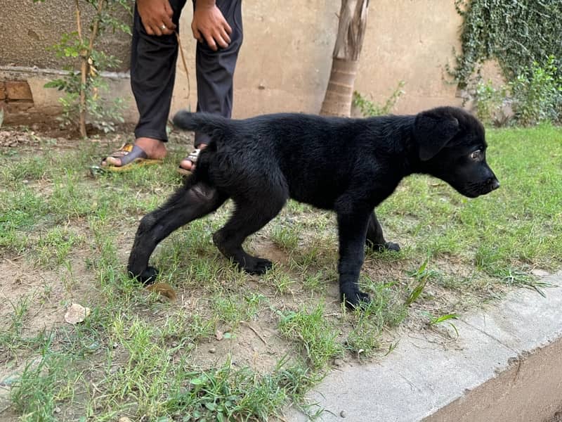 labrador puppy 6