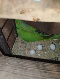 ringneck parrot