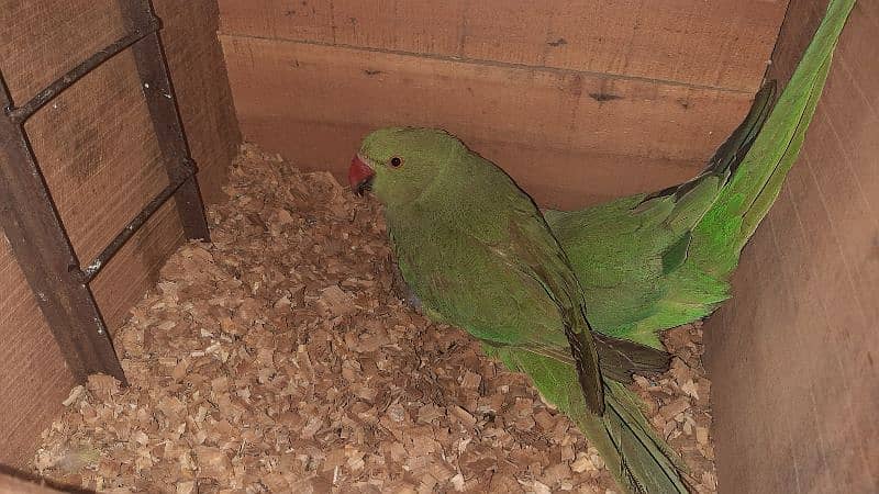 ringneck parrot 1