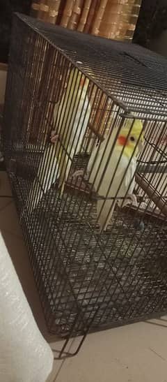 cocktail parrots for sale 0