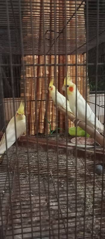 cocktail parrots for sale 1