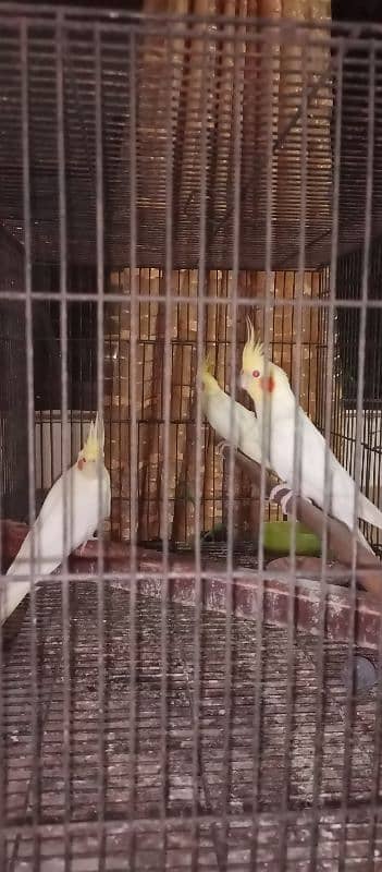 cocktail parrots for sale 2