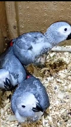 African grey parrot for sale 0319-4340*226 0