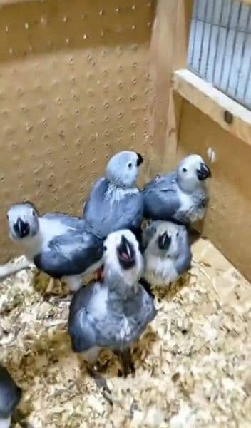 African grey parrot for sale 0319-4340*226 2