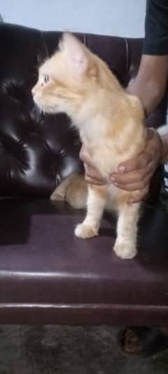 Persian Cat Female reasonable price