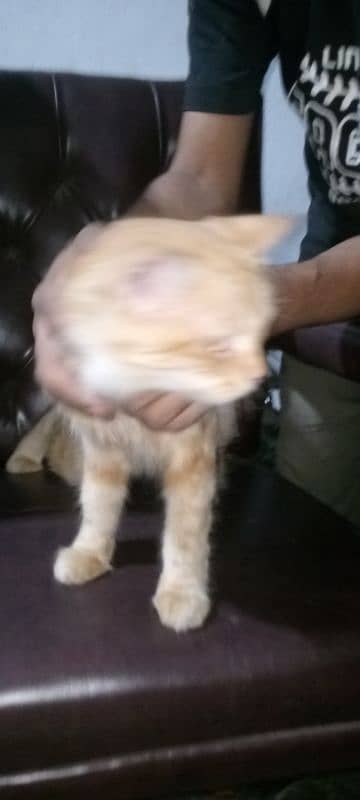 Persian Cat Female reasonable price 2