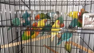 19 Lovebirds Breders 1000 per Piece Final