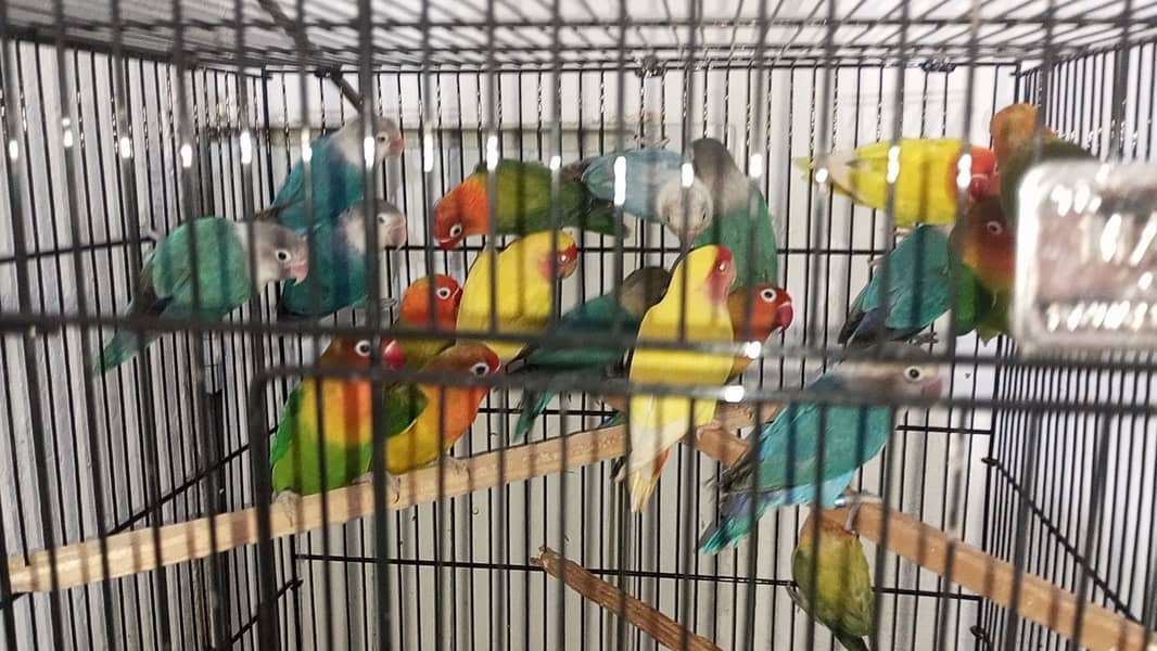 19 Lovebirds Breders 1000 per Piece Final 0