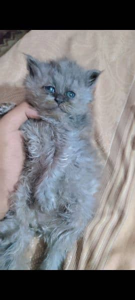 Persian Kitten (Male/Female) 1