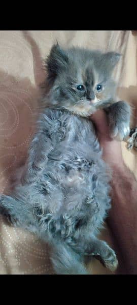 Persian Kitten (Male/Female) 3