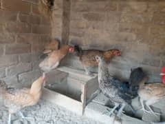 desi hens