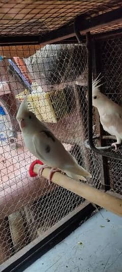 Healthy and active breeder pairs  (Pied) With one wood box (850)