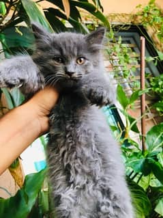 male persian kitten