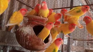 lovebird,fisher ,lutino per pair 1500  urgent for sale