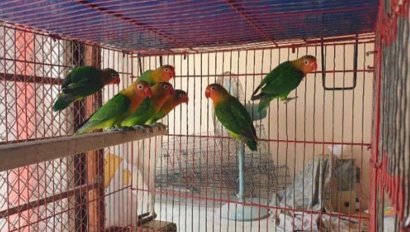 lovebird,fisher ,lutino per pair 1500  urgent for sale 1