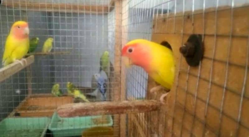 lovebird,fisher ,lutino per pair 1500  urgent for sale 2