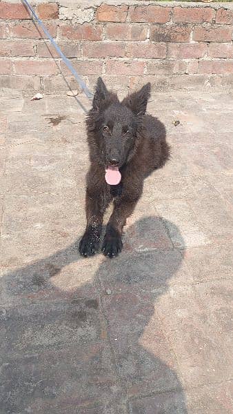 Black shepherd 6