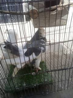 laka pigeons