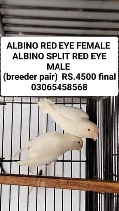 lovebirds albino red eyes breeder pairs available