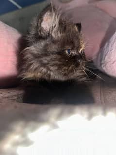 pure Persian female kitten near to extreme punch .