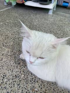 "Fluffy 1.3-Month-Old White Kitten Perfect Companion, Ready for Home!"