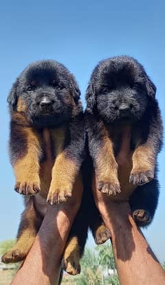 German Shepherd/Puppies/Dog/German Shepherd Puppies/GSD 0