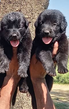 Black German Shepherd/Puppies/Dog/German Shepherd Puppies/GSD