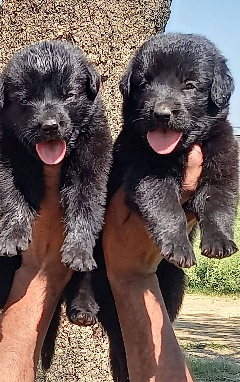 Black German Shepherd/Puppies/Dog/German Shepherd Puppies/GSD 0