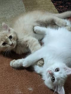 triple coated Persian kittens pair available