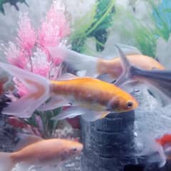 7 hifin goldfishes for sale