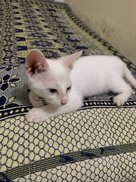 percian white cat 1