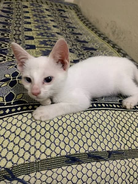 percian white cat 2