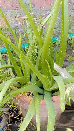 Aloe vera